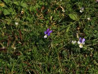 Viola tricolor 10, Driekleurig viooltje, Saxifraga-Hans Boll