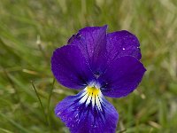 Viola tricolor 17, Driekleurig viooltje, Saxifraga-Jan van der Straaten