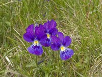 Viola tricolor 20, Driekleurig viooltje, Saxifraga-Jan van der Straaten