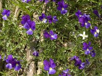Viola tricolor 23, Driekleurig viooltje, Saxifraga-Jan van der Straaten