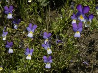 Viola tricolor 35, Driekleurig viooltje, Saxifraga-Jan van der Straaten