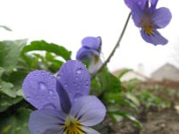 Viola tricolor 38, Driekleurig viooltje, Saxifraga-Rutger Barendse