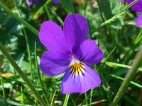 Viola tricolor 41, Driekleurig viooltje, Saxifraga-Bart Vastenhouw