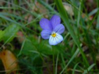 Viola tricolor 47, Driekleurig viooltje, Saxifraga-Ed Stikvoort