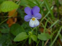 Viola tricolor 48, Driekleurig viooltje, Saxifraga-Ed Stikvoort