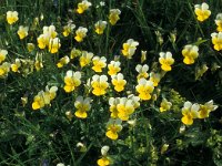 Viola tricolor 54, Driekleurig viooltje, Saxifraga-Jan van der Straaten