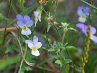 Viola tricolor 56, Driekleurig viooltje, Saxifraga-Tom Heijnen