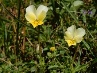 Viola tricolor ssp alpestris 50, Saxifraga-Ed Stikvoort