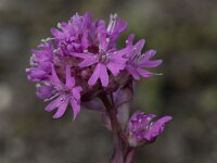 Viscaria alpina 10, Saxifraga-Willem van Kruijsbergen