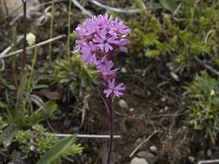 Viscaria alpina 11, Saxifraga-Willem van Kruijsbergen