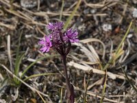 Viscaria alpina 12, Saxifraga-Willem van Kruijsbergen