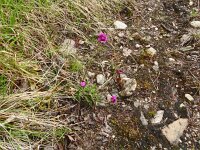 Viscaria alpina 3, Saxifraga-Hans Grotenhuis