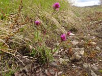 Viscaria alpina 4, Saxifraga-Hans Grotenhuis