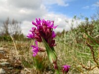 Viscaria alpina 7, Saxifraga-Hans Grotenhuis