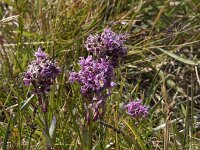 Viscaria alpina 8, Saxifraga-Willem van Kruijsbergen