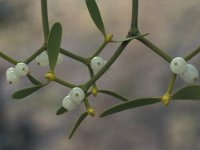 Viscum album 46, Maretak, Saxifraga-Jan van der Straaten