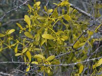 Viscum cruciatum 14, Saxifraga-Harry Jans