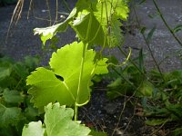Vitis vinifera vinifera 9, Saxifraga-Rutger Barendse