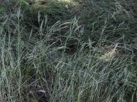 Vulpia bromoides 3, Eekhoorngras, Saxifraga-Peter Meininger