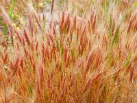 Vulpia fasciculata 10, Dicht langbaardgras, Saxifraga-Peter Meininger