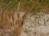 Vulpia fasciculata 11, Dicht langbaardgras, Saxifraga-Peter Meininger