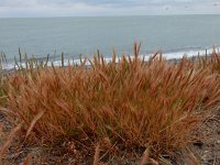 Vulpia fasciculata 14, Dicht langbaardgras, Saxifraga-Peter Meininger