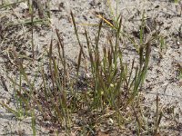 Vulpia fasciculata 2, Dicht langbaardgras, Saxifraga-Peter Meininger