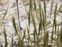 Vulpia fasciculata 4, Dicht langbaardgras, Saxifraga-Peter Meininger