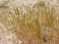 Vulpia fasciculata 8 Dicht langbaardgras, Saxifraga-Peter Meininger