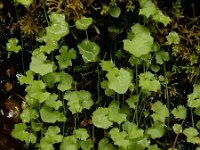 Wahlenbergia hederacea 10, Klimopklokje, Saxifraga-Ed Stikvoort