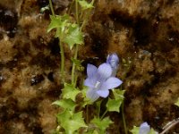 Wahlenbergia hederacea 12, Klimopklokje, Saxifraga-Ed Stikvoort