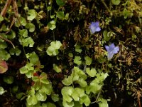 Wahlenbergia hederacea 13, Klimopklokje, Saxifraga-Ed Stikvoort