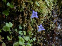 Wahlenbergia hederacea 7, Klimopklokje, Saxifraga-Ed Stikvoort