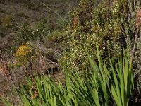 Watsonia meriana 2, Saxifraga-Ed Stikvoort
