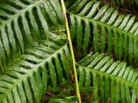 Woodwardia radicans 2, Saxifraga-Hans Grotenhuis