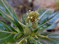 Xanthium spinosum 7, Stekende stekelnoot, Saxifraga-Ed Stikvoort