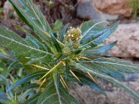 Xanthium spinosum 8, Stekende stekelnoot, Saxifraga-Ed Stikvoort