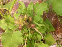 Xanthium strumarium 1, Late stekelnoot, Saxifraga-Peter Meininger