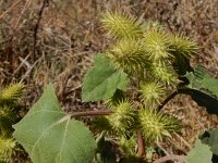 Xanthium strumarium 10, Late stekelnoot, Saxifraga-Peter Meininger