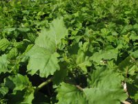 Xanthium strumarium 11, Late stekelnoot, Saxifraga-Rutger Barendse