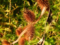 Xanthium strumarium 12, Late stekelnoot, Saxifraga-Rutger Barendse