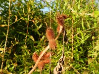 Xanthium strumarium 13, Late stekelnoot, Saxifraga-Rutger Barendse