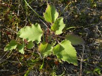 Xanthium strumarium 14, Late stekelnoot, Saxifraga-Rutger Barendse