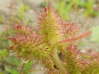 Xanthium strumarium 15, Late stekelnoot, Saxifraga-Rutger Barendse