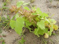 Xanthium strumarium 16, Late stekelnoot, Saxifraga-Rutger Barendse