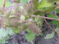 Xanthium strumarium 17, Late stekelnoot, Saxifraga-Rutger Barendse