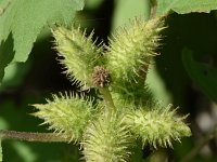 Xanthium strumarium 18, Late stekelnoot, Saxifraga-Sonja Bouwman  984. Late stekelnoot - Xanthium strumarium - Asteraceae familie (zw) Woerden, Nieuwegein