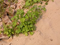 Xanthium strumarium 2, Late stekelnoot, Saxifraga-Peter Meininger