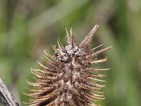 Xanthium strumarium 4, Late stekelnoot, Saxifraga-Rutger Barendse