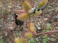 Xanthium strumarium 5, Late stekelnoot, Saxifraga-Rutger Barendse